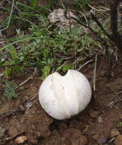 White fungus ball